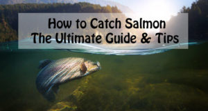 How to Catch Salmon: The Ultimate Guide & Tips – Fishing Rex