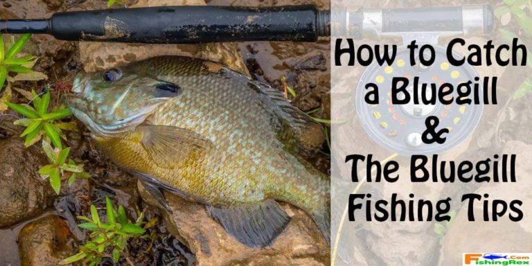 How To Catch A Bluegill | The Bluegill Fishing Tips – Fishing Rex